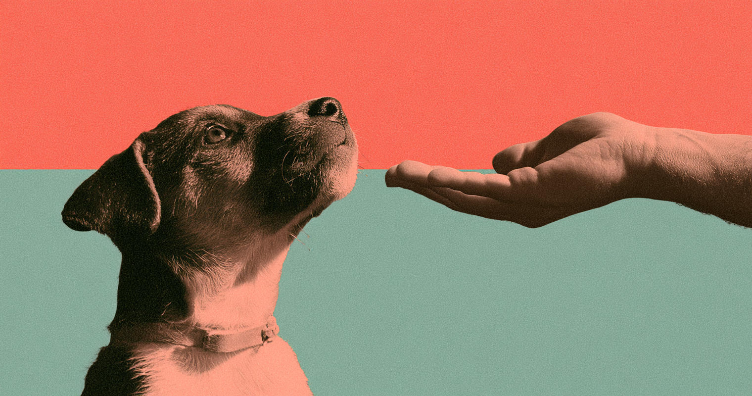What Can a Puppy Teach Us About Leadership?